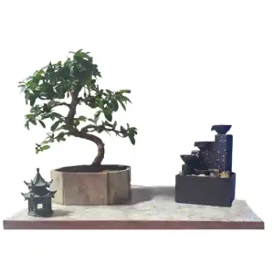 Fukien Tea Tree Water Feature 38cm