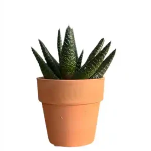 Gasterhaworthia Royal Highness 9cm
