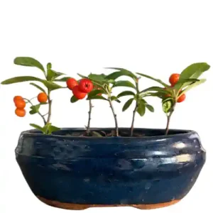 Grouped Pyracantha 13cm
