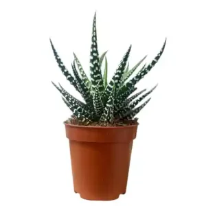 Haworthia Big Band 12cm