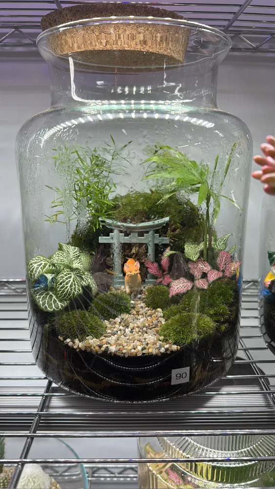 trailing jade plant Senecio Jade Trailing  AceMegaSucculents