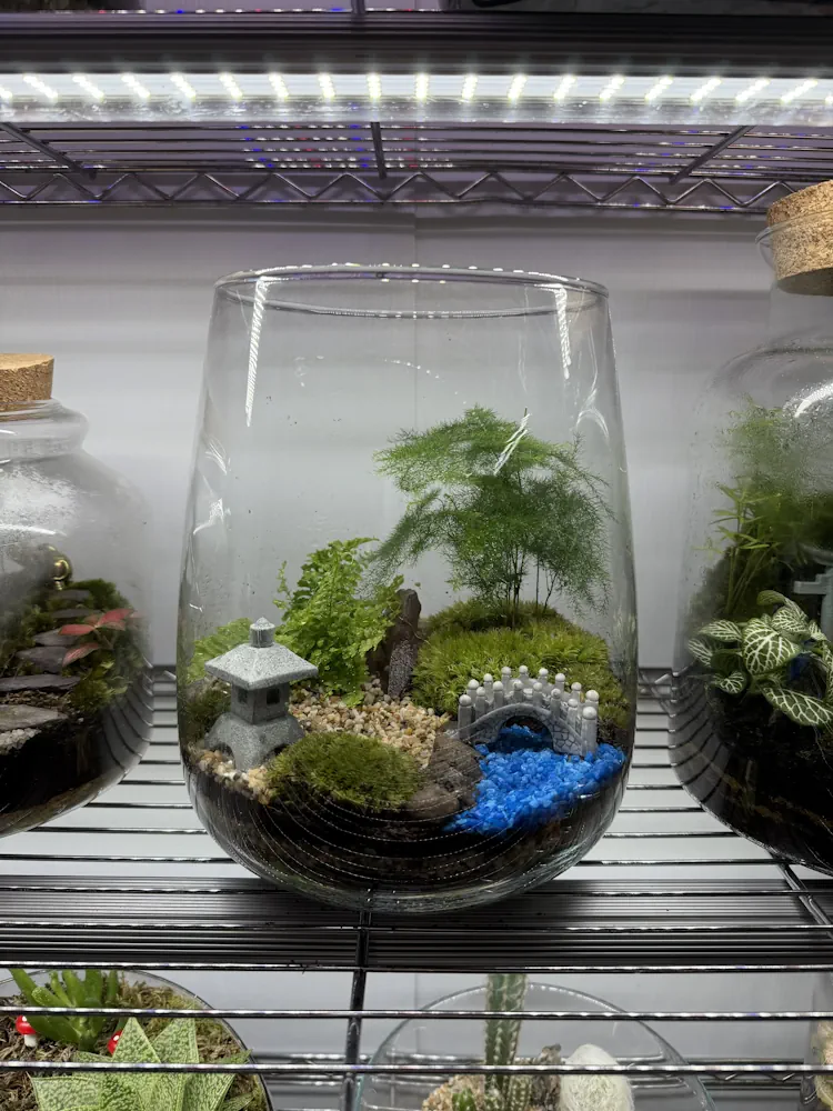 How to Water a Terrarium | Beginner's Guide to Easy Terrarium Care - Miyagi  Bonsai