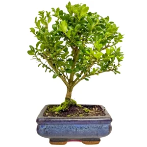 Japanese Holly 27cm