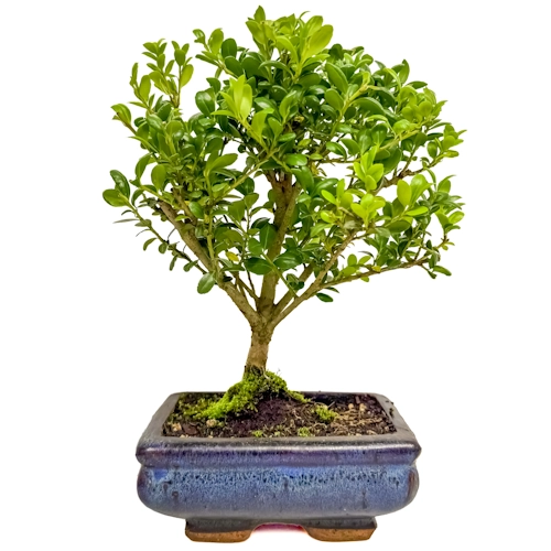 Japanese Holly 27cm
