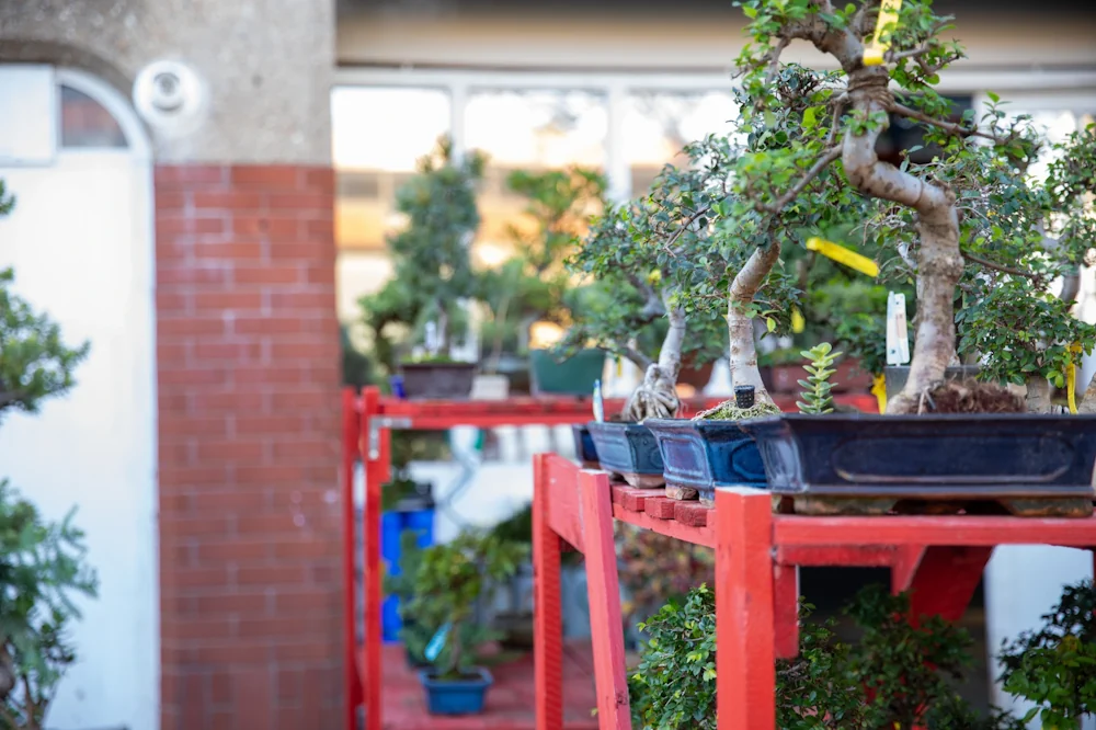 Why Miyagi Bonsai is Everyone's Favourite - Miyagi Bonsai