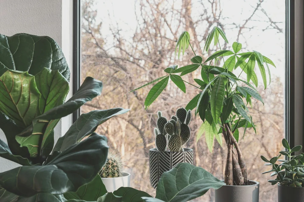 monstera peru for sale Variegated Monstera Peru