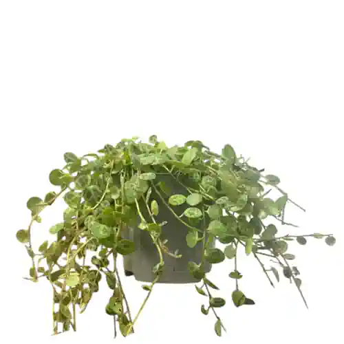 Peperomia Prostrata