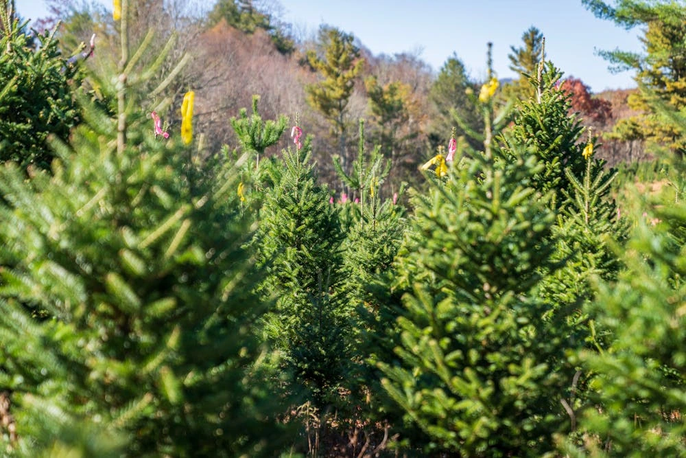 christmas tree species lot