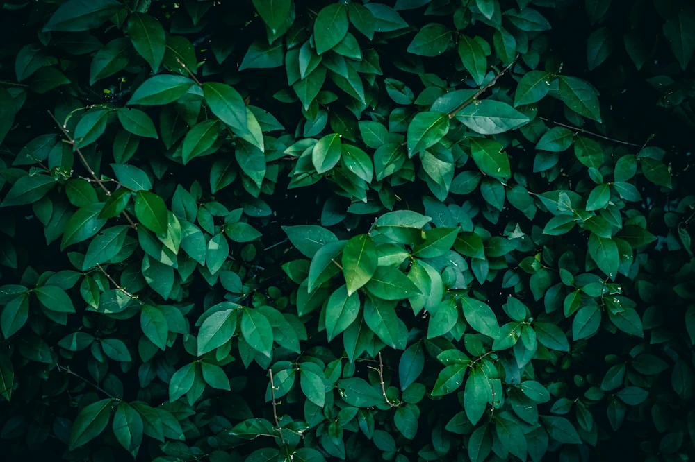 Semi evergreen tree species