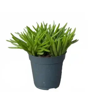 Senecio Himalaya Bambino