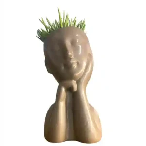 Senecio Himalaya Bambino Lady Face
