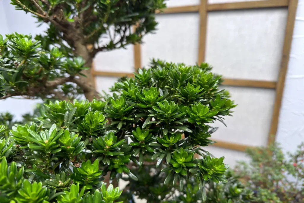 Long-Needle vs Small-Needle Buddhist Pines | Bonsai Differences & Care -  Miyagi Bonsai