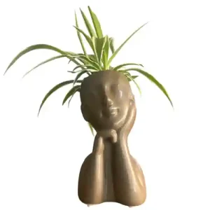 Spider Plant Chlorophytum comosum Lady Face