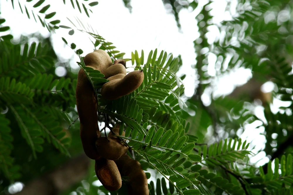 Tamarind Tree Foliage Close Up