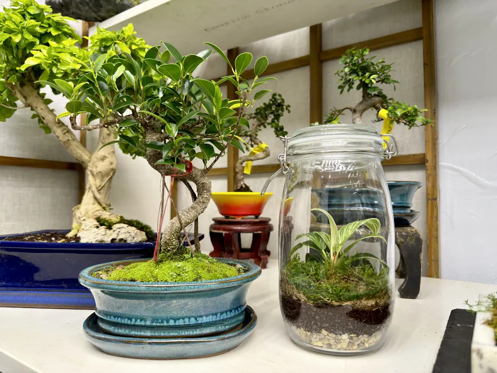 bonsai lime tree Abelia Bonsai Tree – Bella Bonsai Nursery main image 1