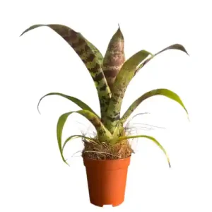Vriesea Foliage Era 20cm
