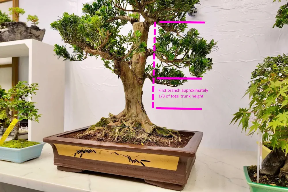 Golden-ratio-bonsai
