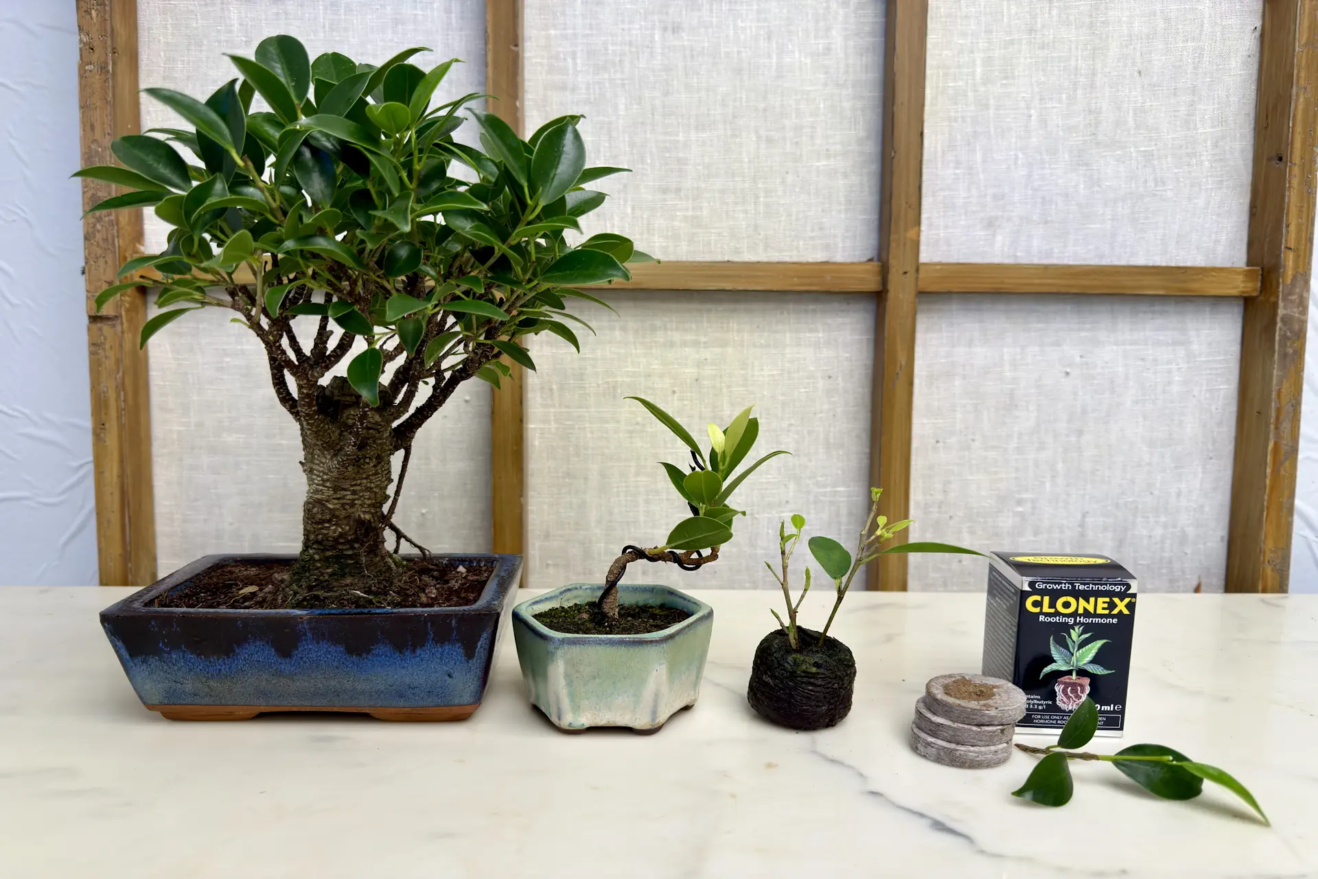 Advanced Bonsai Techniques: A Beginner's Guide to Mastery - Miyagi Bonsai