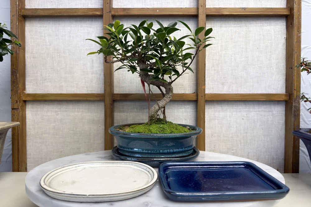 What Is a Bonsai Humidity Tray (or Drip Tray)? Beginner's Guide to Use &  Benefits - Miyagi Bonsai