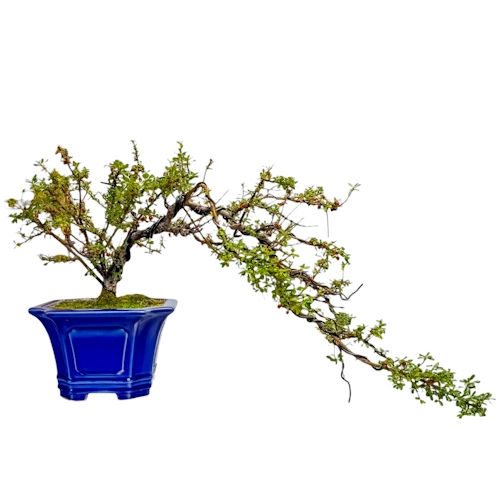 Cascading Cotoneaster 40cm