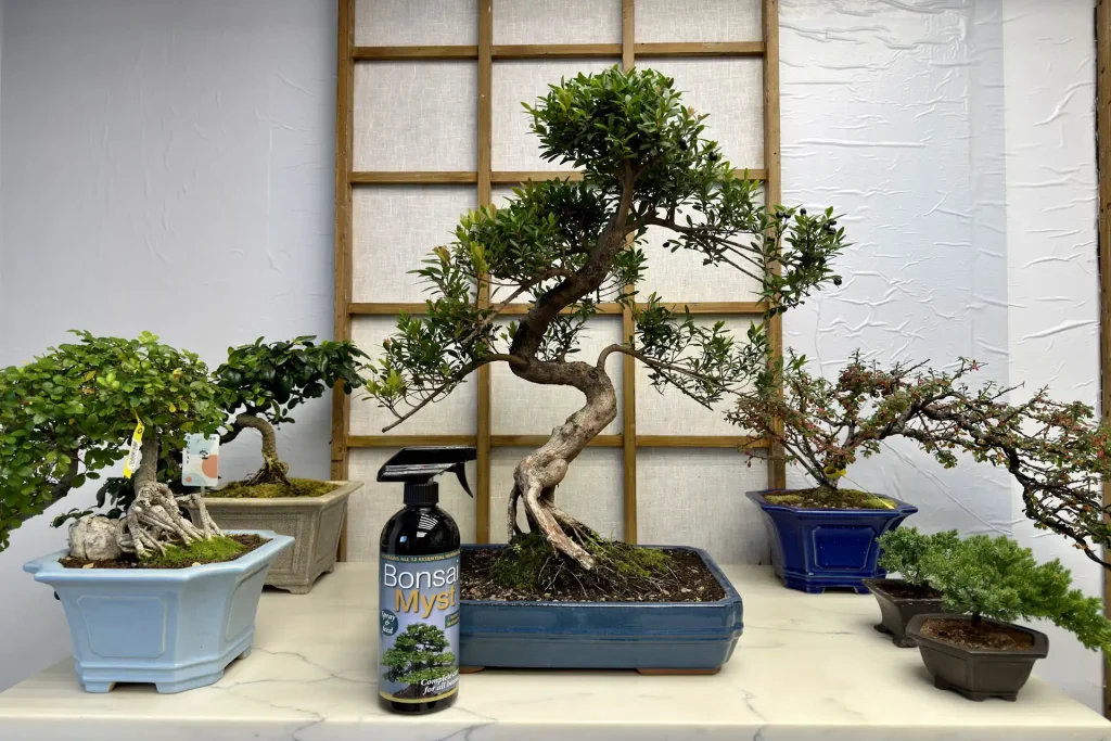 Fertilising Bonsai In Winter