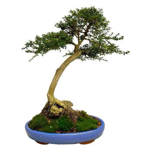 Lonicera Nitida 50cm