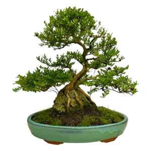 Lonicera Nitida Roots over Rock 43cm