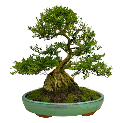 Lonicera Nitida Root Over Rock 43cm