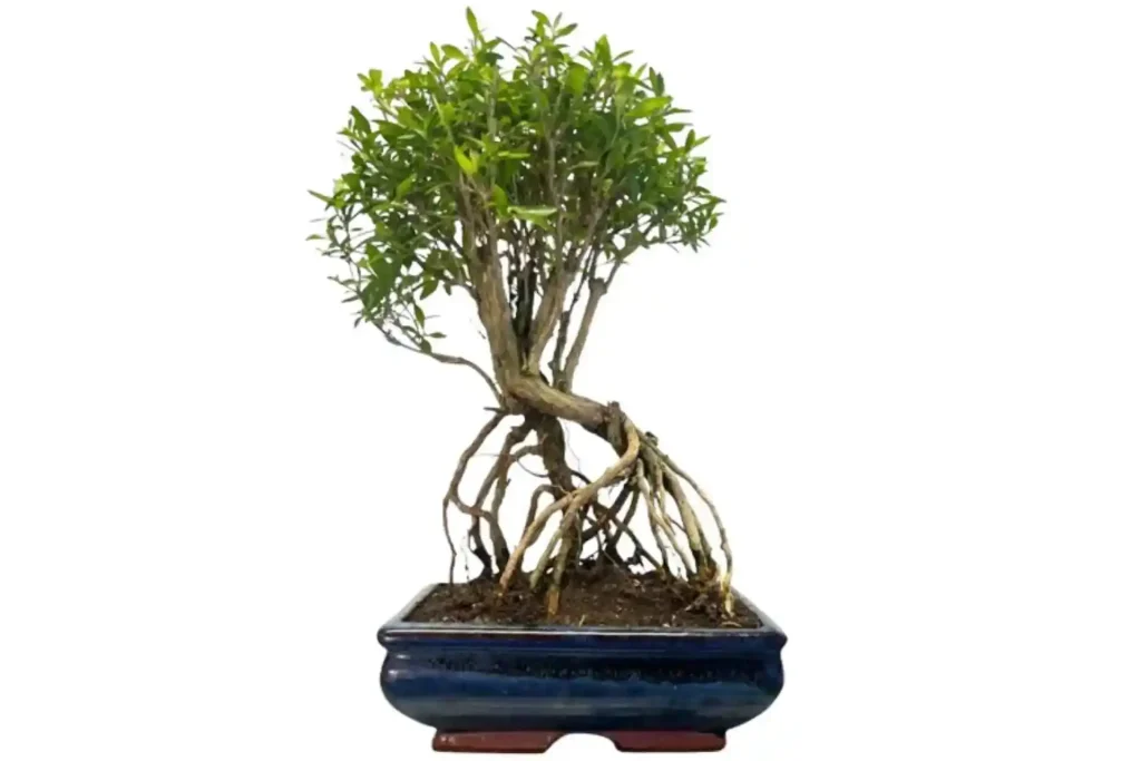 Advanced Bonsai Styles: Artistic, Complex Designs for Experienced Growers - Miyagi Bonsai