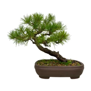 Elegant Scots Pine 28cm