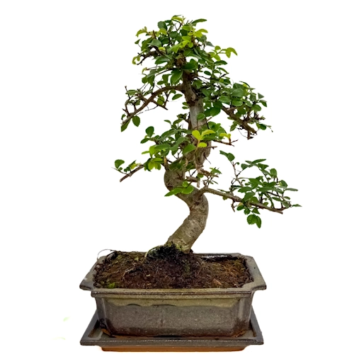 Chinese Elm 34cm Inc Tray