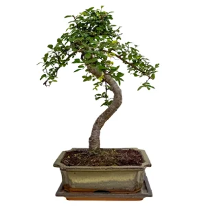 Chinese Elm 37cm Inc Tray