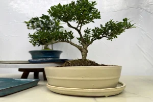 Indoor bonsai in a white ceramic pot, shot from a low angle showing the pot's depth beneath the branches
