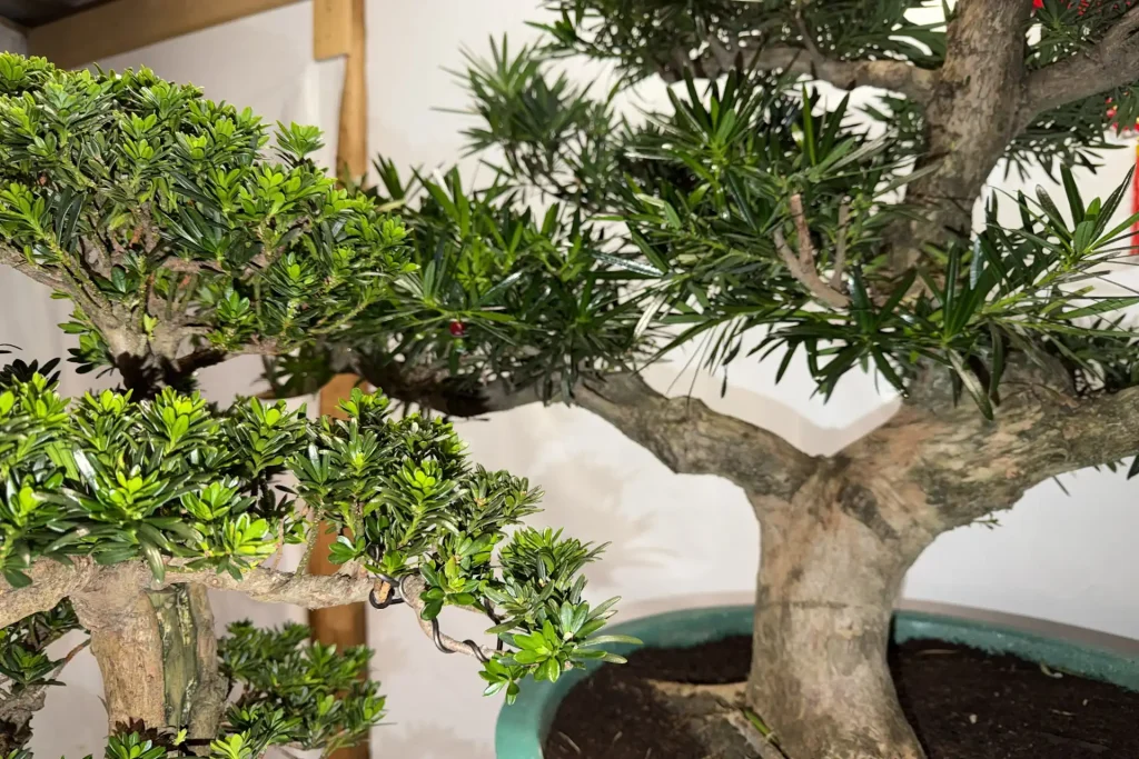 Indoor Bonsai Placement