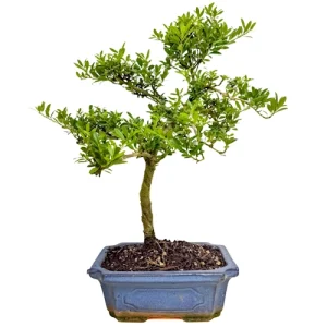 Japanese Holly 42cm