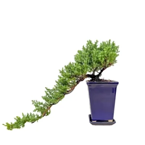 Cascading Juniper Inc Tray 28cm