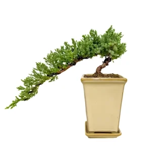 Lush Semi Cascading Juniper Inc Tray 27cm
