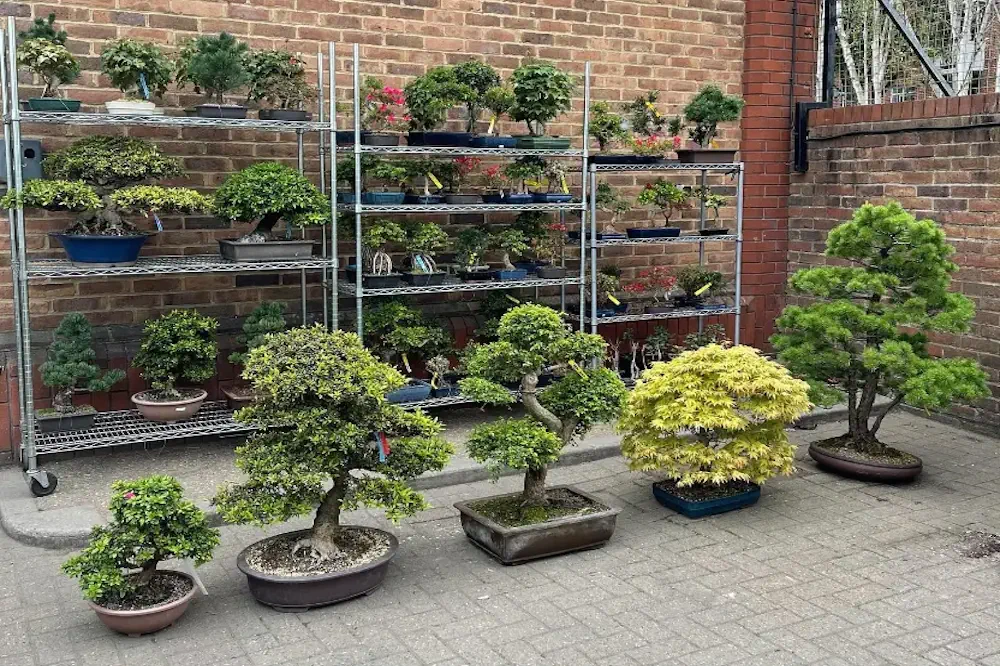 Why Miyagi Bonsai is Everyone's Favourite - Miyagi Bonsai