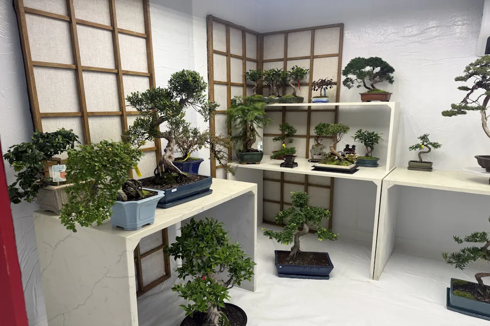 Where to Put a Bonsai Indoors in Winter | Light, Windows & Placement Guide  - Miyagi Bonsai