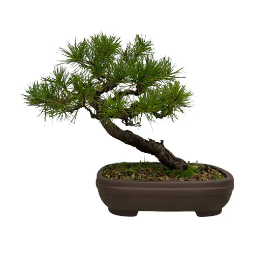 scots pine bonsai