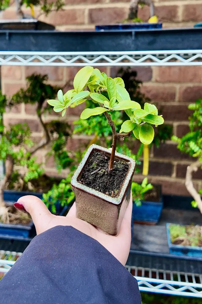 When to Start Training Young Bonsai Trees | Beginner Guide - Miyagi Bonsai