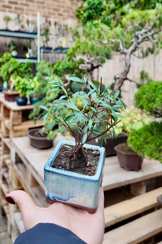 Best Small Bonsai Trees for Flats & Desks | Bonsai for Small Spaces -  Miyagi Bonsai