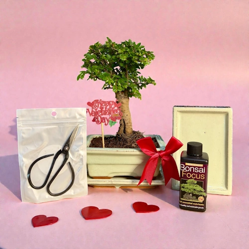 Valentine’s 30cm Broom Chinese Elm Bonsai Kit P15