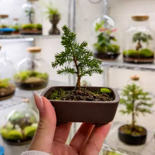 aralia bonsai Polyscias fruticosa 'Golden Ming Aralia' (6