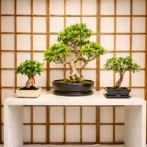How to Choose the Perfect Bonsai Tree For Sale for Your Home