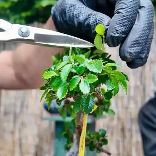 When to Prune a Bonsai in Spring (UK) | What You Can Cut in March - Miyagi  Bonsai