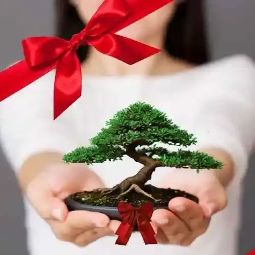 How to Choose the Perfect Bonsai Tree For Sale for Your Home