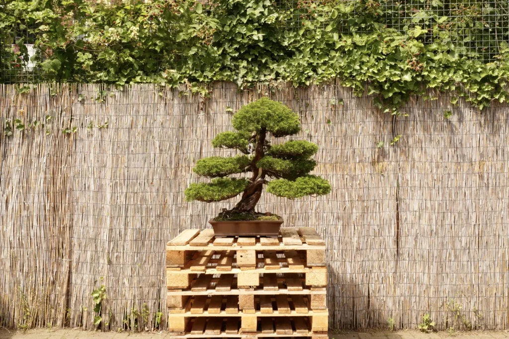 How to Move Bonsai Outdoors Safely in Spring (UK Guide) - Miyagi Bonsai