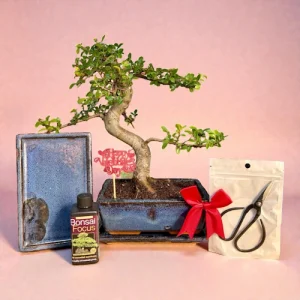 Valentine’s Chinese Elm S-Shaped Bonsai Kit