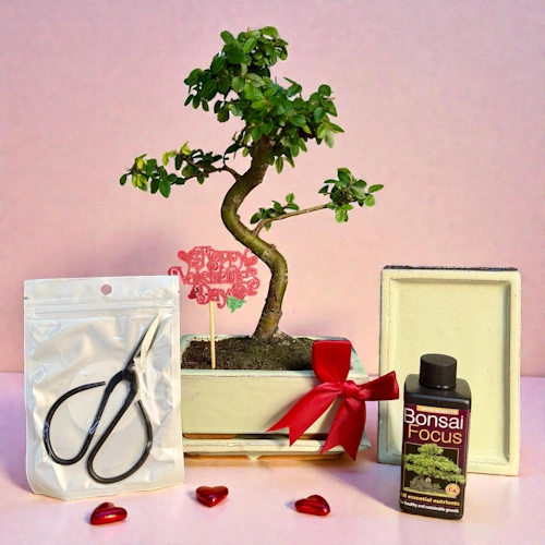 Valentine’s 30cm S-Shaped Chinese Elm Bonsai Kit P15